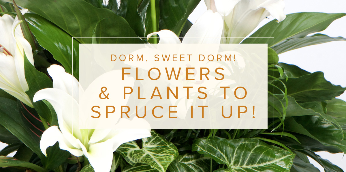 Getting Your Freshman Ready for College Walter Knoll Florist