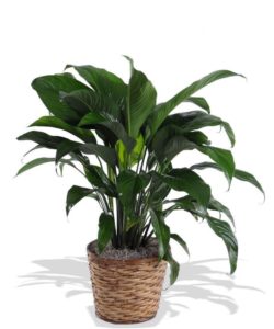 peace lily in planter