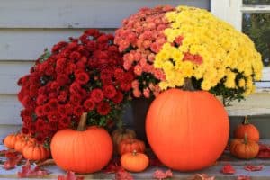 Mums and Pumpkins