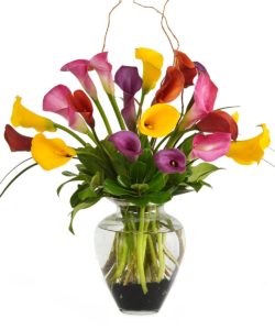 colorful calla lilies in a vase