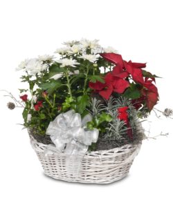 Blooming gift basket with mums poinsettias ivy lavender and more