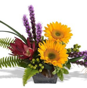 Popular purple liatris is arranged by one of our many artistic designers with sunflowers, tropical leucadenron, lily grass, galex, swordfern and other greens and berries in a 5" square slate colored planter. Arrangement is approx 12" tall.