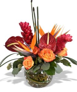 Anthurium,Ginger, Bird of Paradise, Equisetum and seeded eucalyptus are arranged with curly willow in 8"bubble bowl.