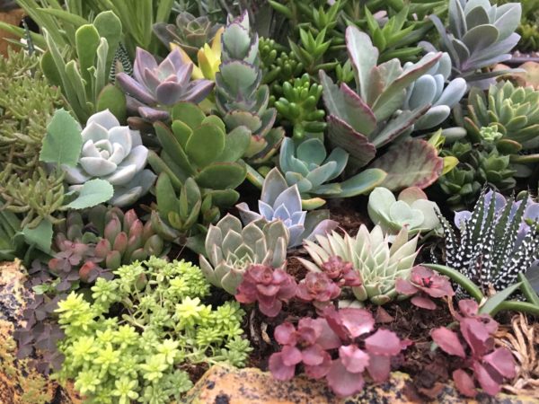 Yes, Succulents Can Thrive Inside! - Walter Knoll Florist