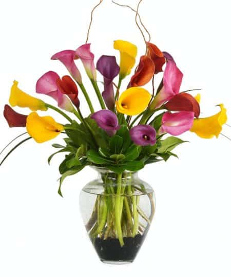 assorted Miniature Calla Lilies in a classic glass vase. The miniature calla lilies come in a large variety of colors and always make a striking show. The thick blooms and full colors will bring much to the table. An elegant arrangement that's all show. The colors used in this arrangement may vary depending on availability.