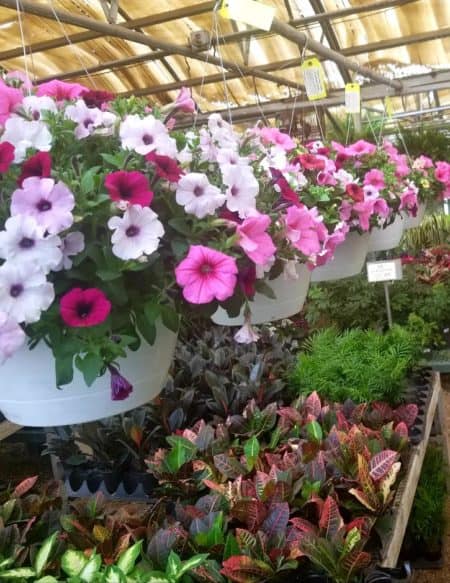 Pink and white flower hanging baskets