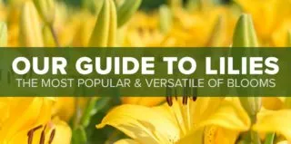 aa-Bold—Lilies-Guide—Blog