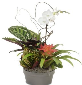 Tropical Garden Planter with bromeliad, orchid, and other plants