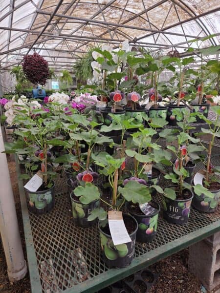 Fig trees in greenhouse