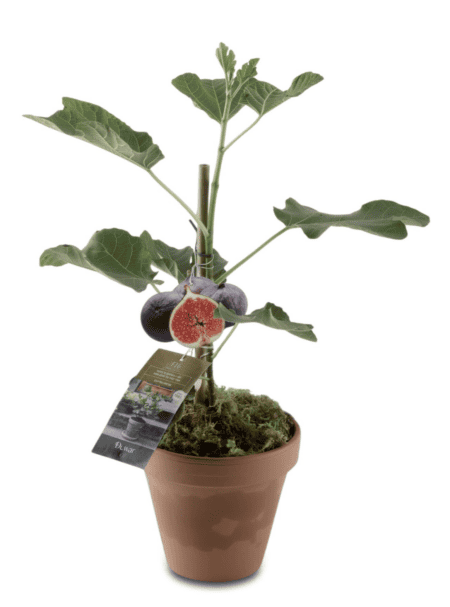 Fig tree on white background