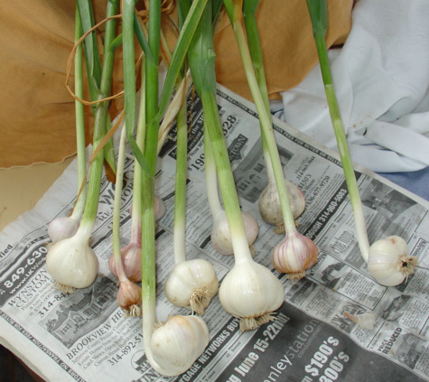 Garlic Harvest