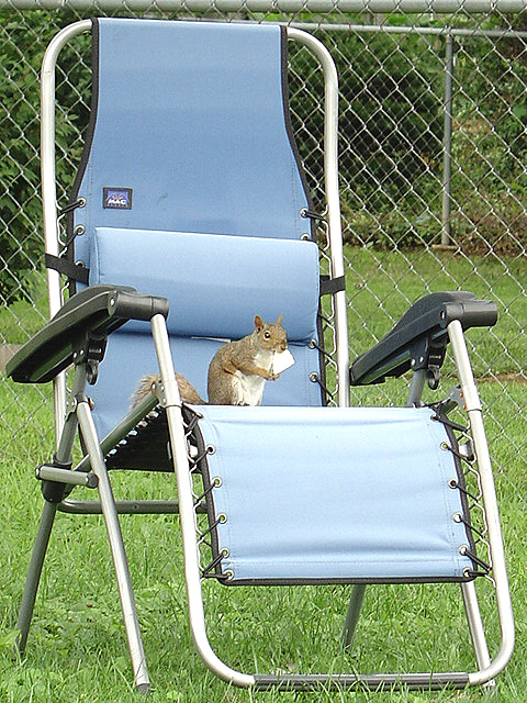 Crazy Squirrel! God forbid he not have a chair to sit in while he eats!