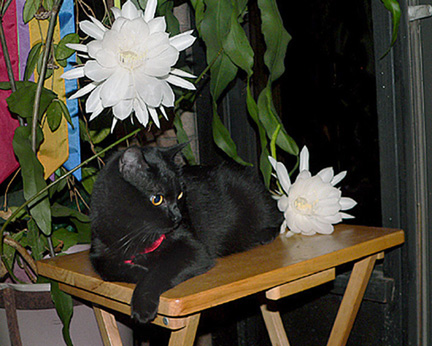Barb's Cereus Flowers (and Finca the cat!)