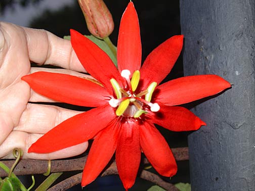 Redest Red Passion Flower