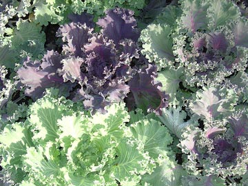 Green & Purple Kale
